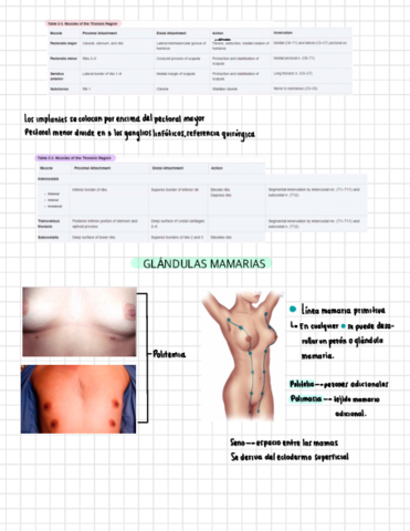 Glandulas-mamarias.pdf