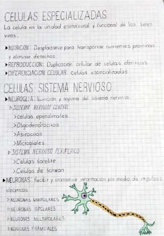 celulas-especializadas.pdf