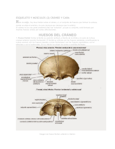 528460335-Esqueleto-y-Musculos-Resumenes.pdf