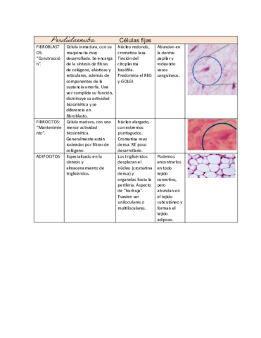 TP2-CELULAS-TCONECITVO-1.pdf