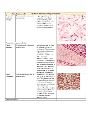 TP-2-HISTO-TEJIDO-CONECTIVO-NO-ESPECIALIZADO-1.pdf