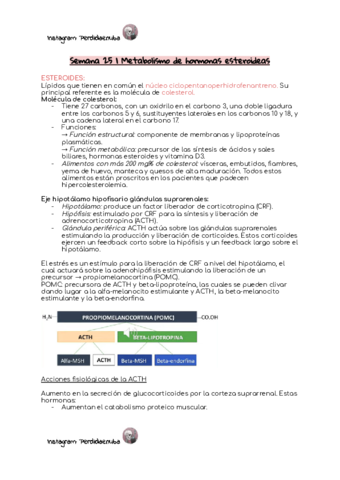 Semana-25--Metabolismo-de-hormonas-esteroideas.pdf