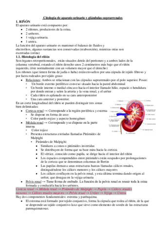 Apuntes-sistema-urinario-TM-4.pdf