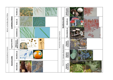 Visu-vegetal-tablas.pdf