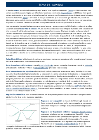 auxinastema-14.pdf