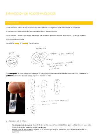 EXTRACCION-DE-ACIDOS-NUCLEICOS.pdf