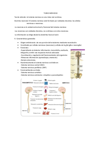11-Tejido-nervioso.pdf
