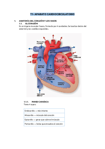 T1-APARATO-CARDIOCIRCULATORIO.pdf
