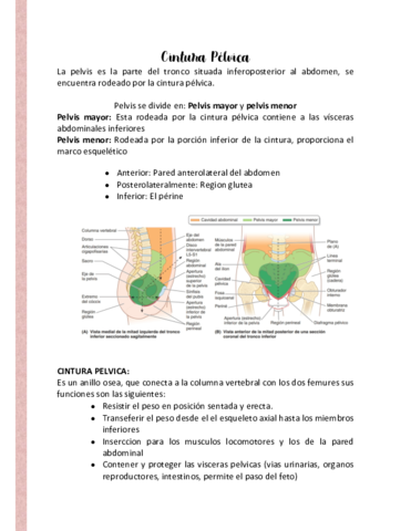 Apunte-cintura-pelvica.pdf