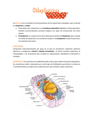 Apuntes-citoplasma.pdf