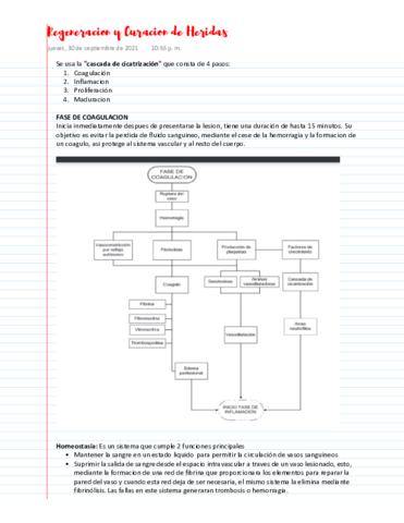 Regeneracion-y-curacion-de-heridas.pdf