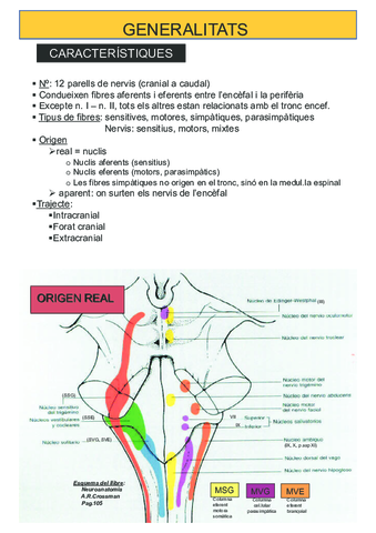 Tema-4-Pares-craneales.pdf