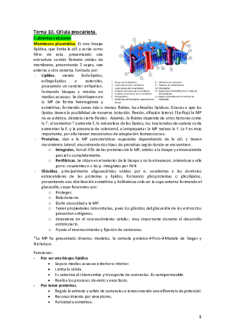 Tema-10.pdf