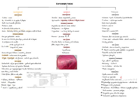 T14-Enterobacterias-Salmonella.pdf