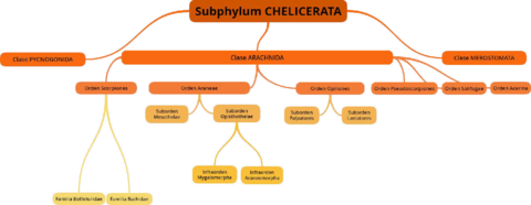 Cuadros-de-ARTHROPODA.pdf