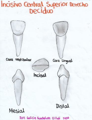 Dibujos-Primera-Denticion.pdf