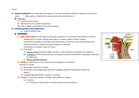 TEMA-7aparato-respiratorio-y-patologias.pdf