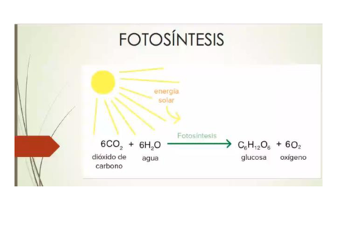 LA-FOTOSINTESIS-23-11-2020.pdf