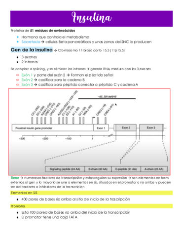 Insulina.pdf