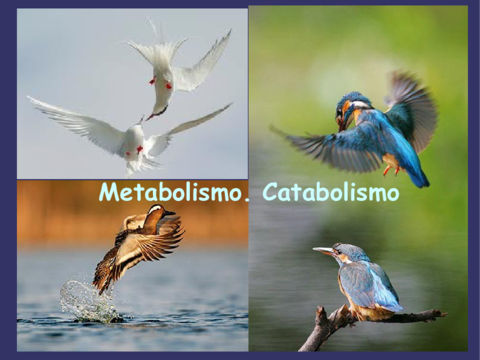 metabolismo-y-catabolismo.pdf