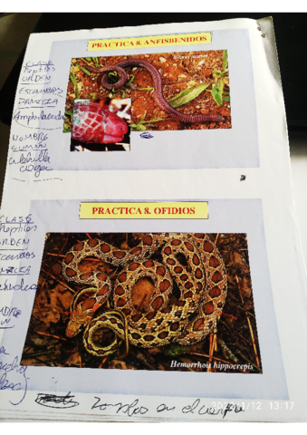 fotos-reptiles-color-buenas.pdf