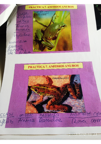 fotos-anfibios-color-buenas.pdf