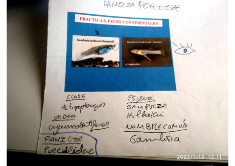 peces-fotos-color-fauna.pdf
