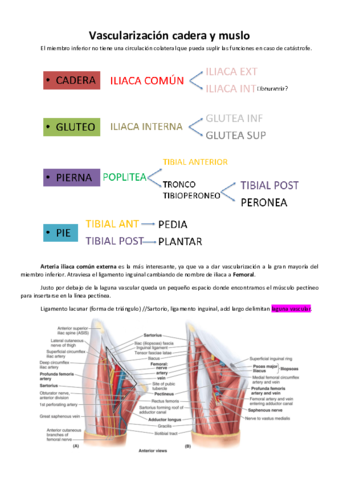 Vascularizacion-cadera.pdf