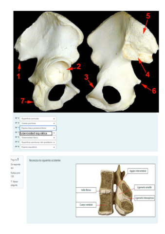 2021-ANATOMIA-I-CICLOS-1-4.pdf