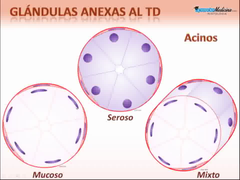 Glandulas-Salivales.avi