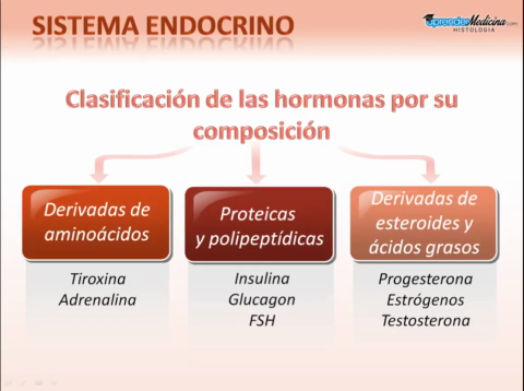 Sistema-Endocrino.mp4