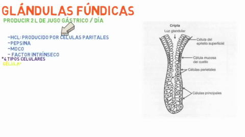 Estomago-Sistema-digestivo.avi