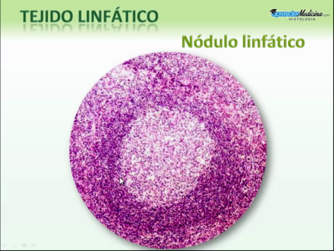 Tejido-Linfatico.mp4