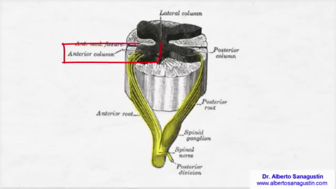 Sistema-Nervioso-Anatomia-y-Fisiologia.avi