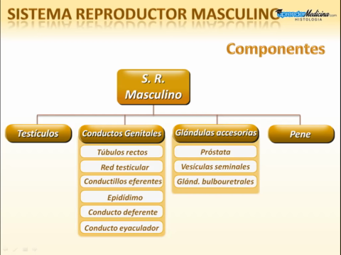 Sistema-Reproductor-Masculino.mp4