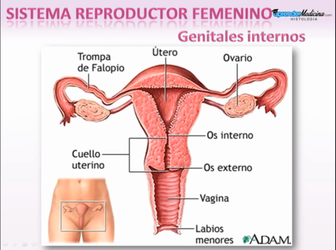 Sistema-Reproductor-Femenino.mp4