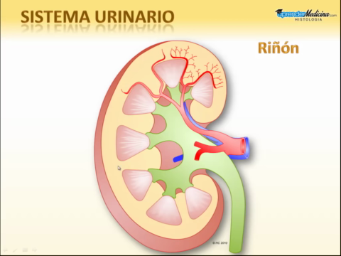 Sistema-Urinario.mp4