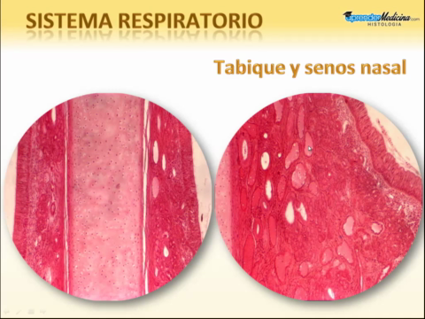 Sistema-Respiratorio.mp4