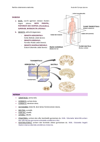 3. Nerbio-sist. anatomia. 