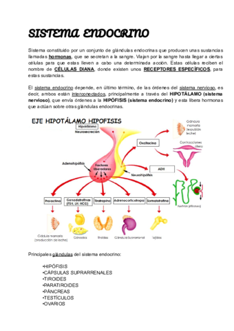 SISTEMA-ENDOCRINO.pdf