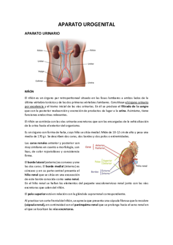 Aparell-Urogenital.pdf