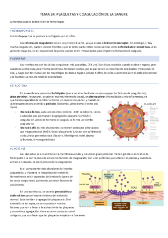 TEMA-24.pdf