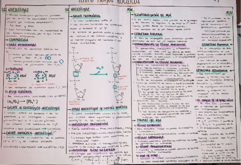 ESQUEMAS-AC-NUCLEICOS-Y-PROTEINAS.pdf