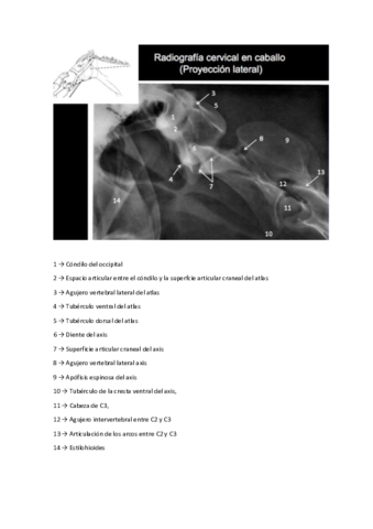 Todas-las-radiografias.pdf