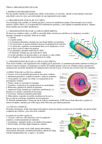 Organizacion-celular.pdf