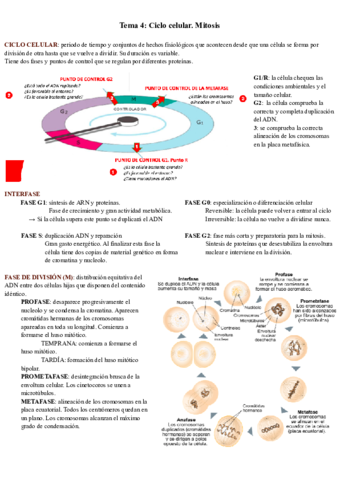 Tema-4-Ciclo-celular.pdf