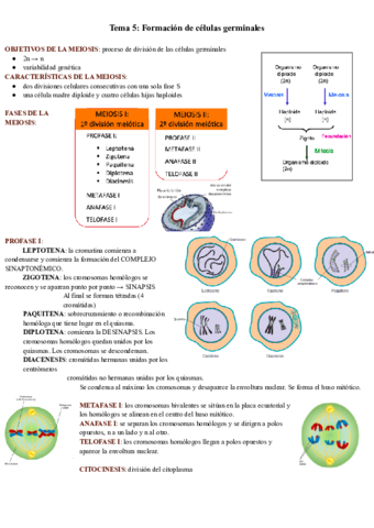 Tema-5-Formacion-de-celulas-germinales.pdf