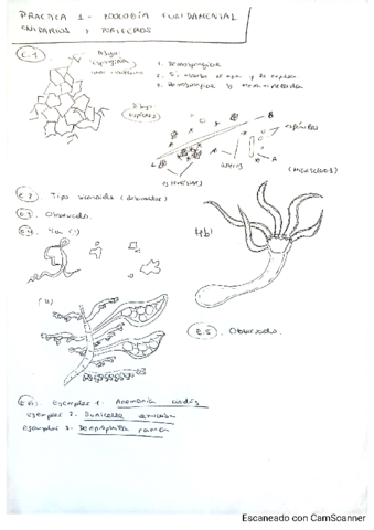 Practicas-Zoo-Santi-dominguez.pdf