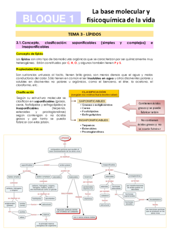 Tema-3-Lipidos.pdf