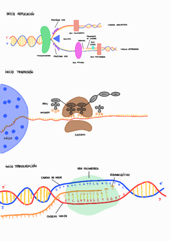 Replicacion-traduccion-transcripcion220118103232.pdf